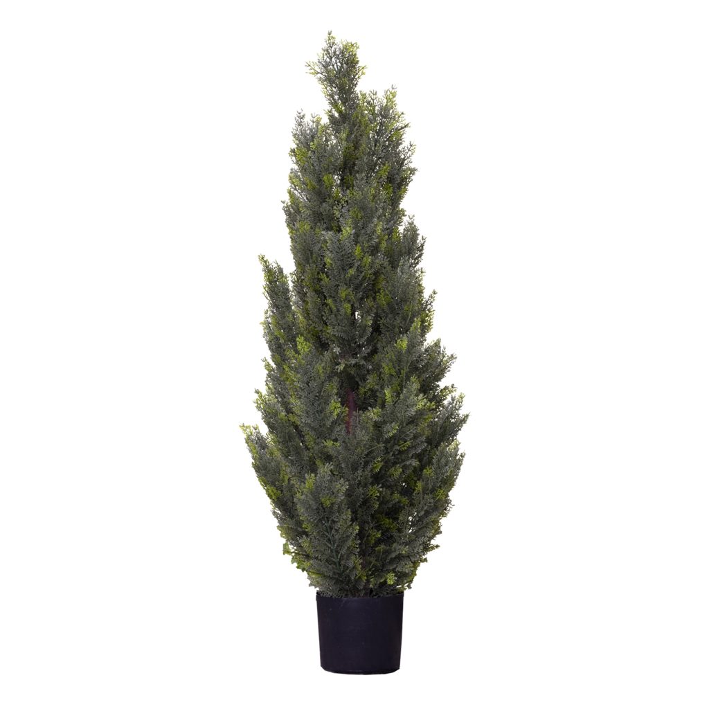 123cm Cypress Pine Tree hire Sydney