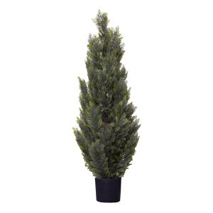 123cm Cypress Pine Tree hire Sydney