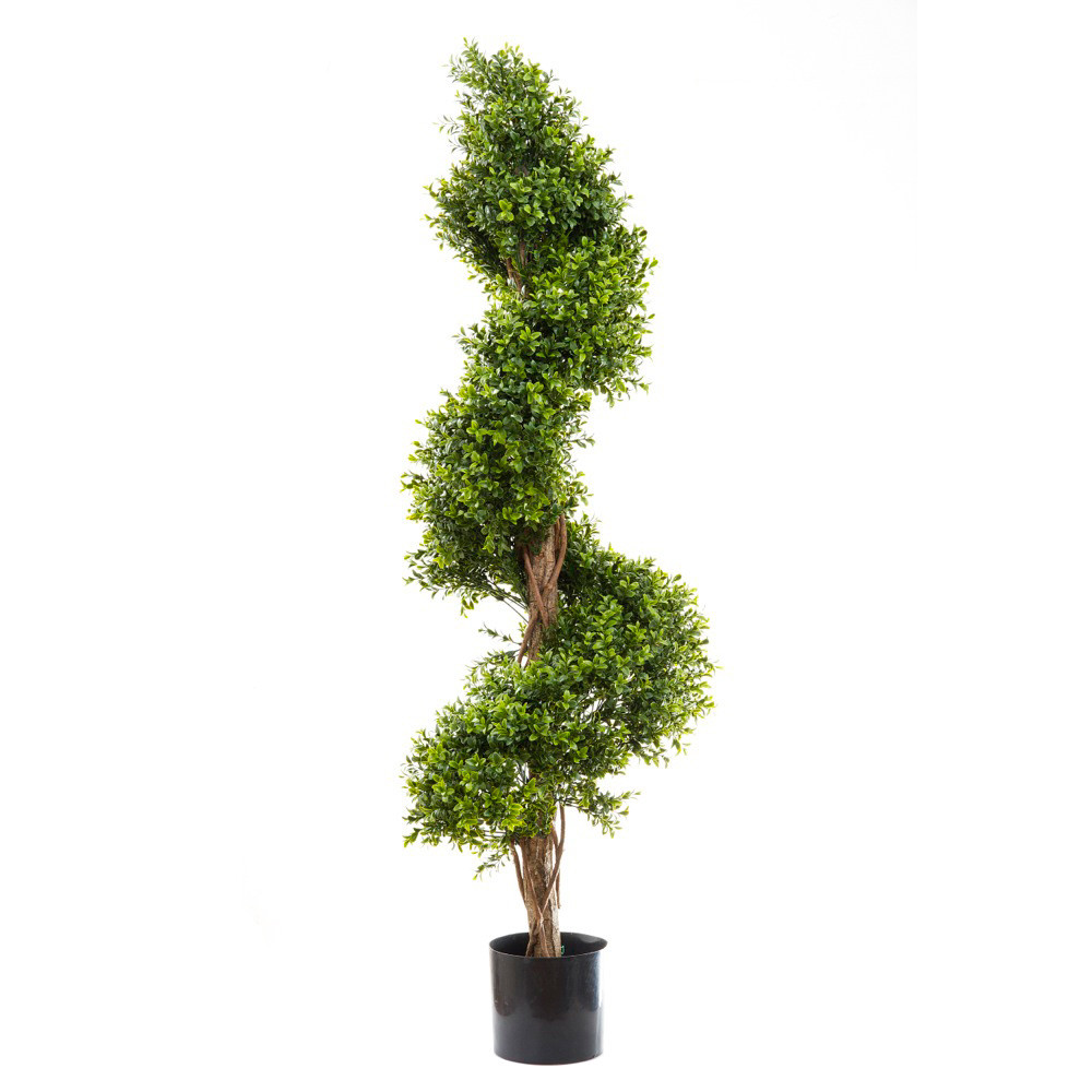 140cm Boxwood Spiral Tree hire Sydney