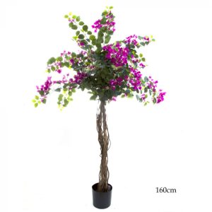1.6m Bougainvillea Tree hire Sydney