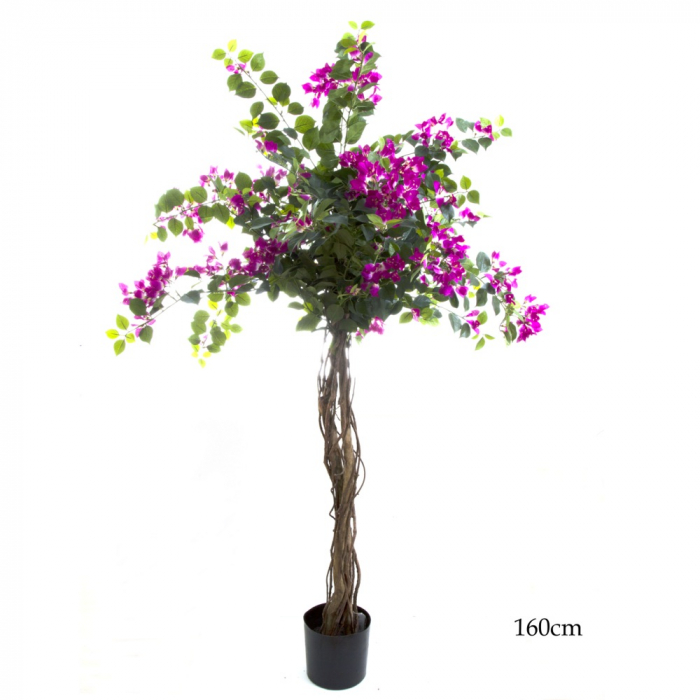 1.6m Bougainvillea Tree hire Sydney