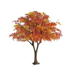 3m Autumn Tree hire Sydney