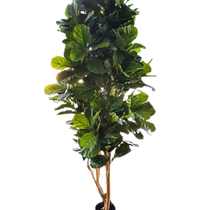 2m Fiddle Leaf Tree hire Sydney