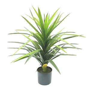 90cm Potted Yucca hire Sydney
