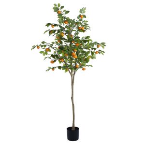 180cm Cumquat Tree hire Sydney