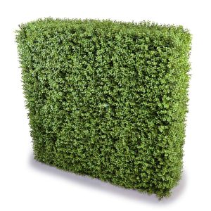 Boxwood Hedge hire Sydney