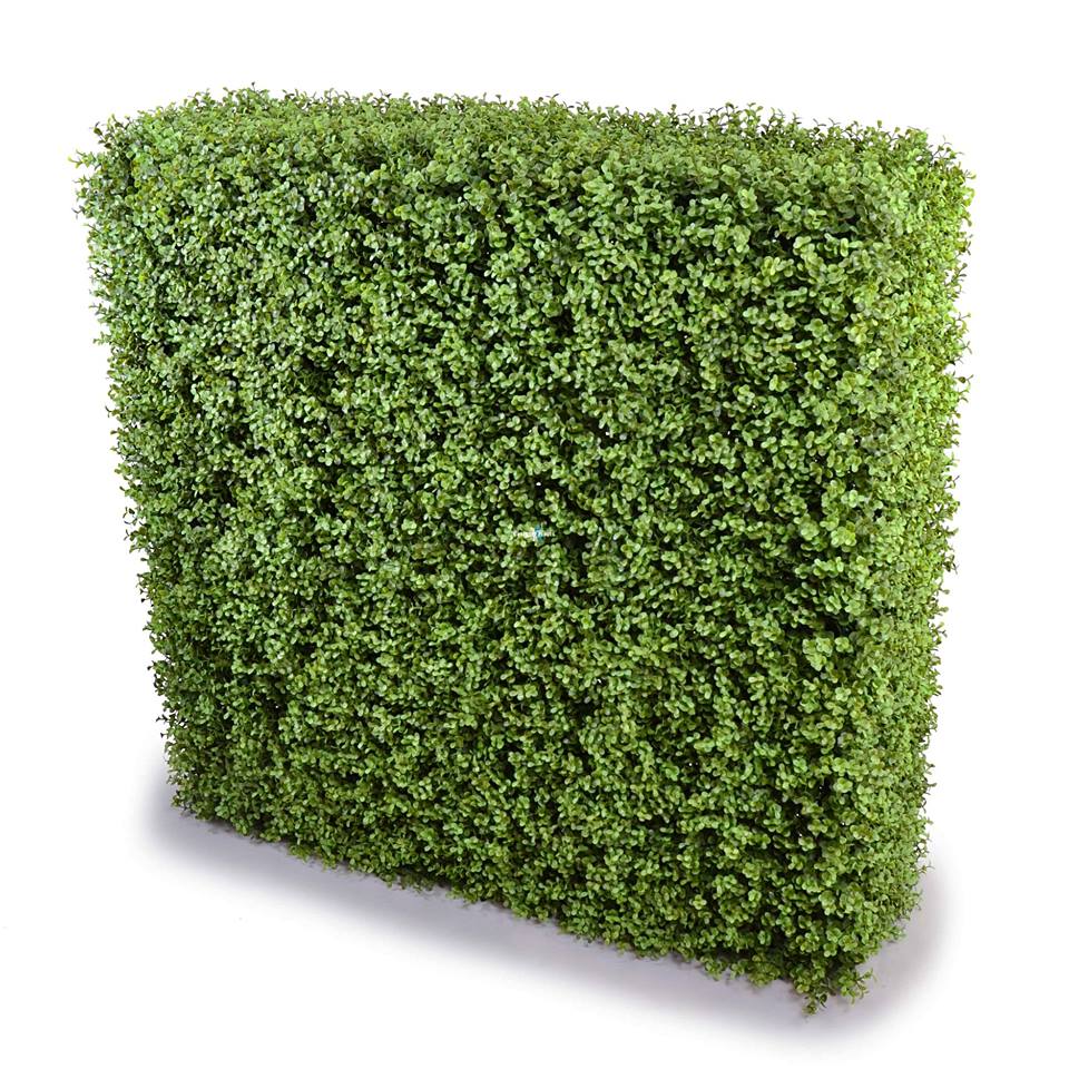 Boxwood Hedge hire Sydney