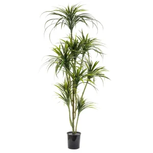 1.7m Potted Yucca Plant hire Sydney