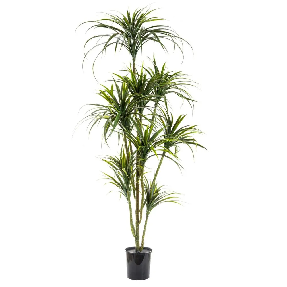 1.7m Potted Yucca Plant hire Sydney