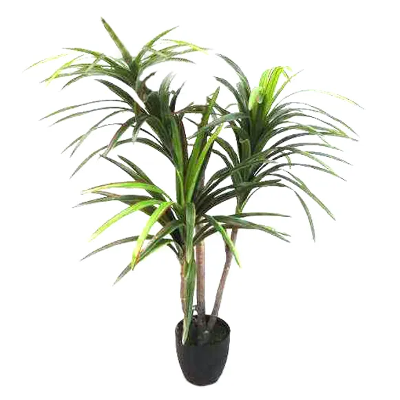 1.25m Potted Yucca hire Sydney