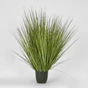 110cm Potted Onion Grass hire Sydney