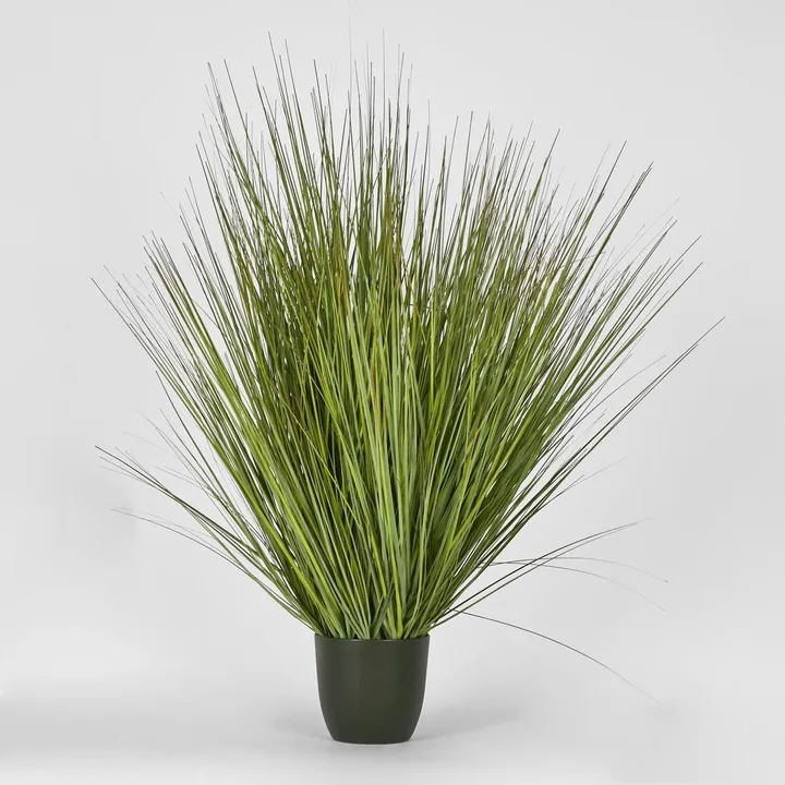 110cm Potted Onion Grass hire Sydney