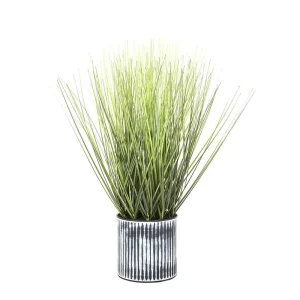 48cm Potted Grass hire Sydney