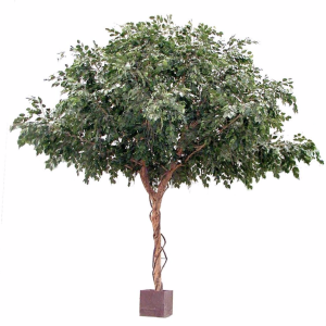 3M Ficus Tree hire Sydney