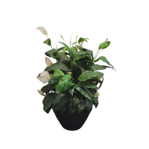 1.3m Potted Peace Lily hire Sydney