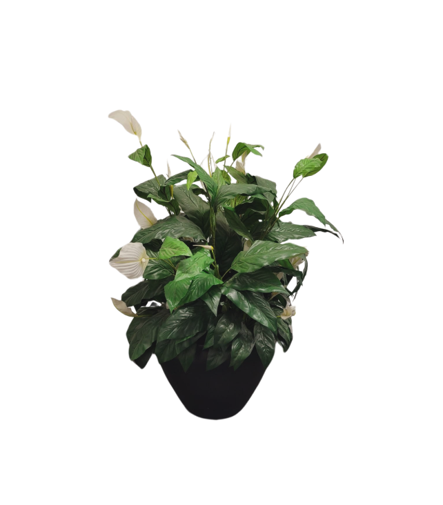 1.3m Potted Peace Lily hire Sydney