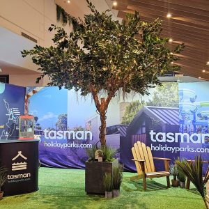 3.8m Ficus Tree hire Sydney