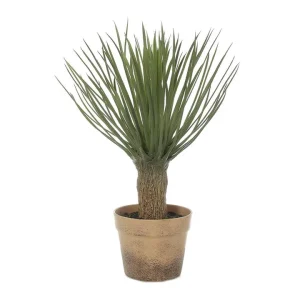 50cm Potted Yucca hire Sydney