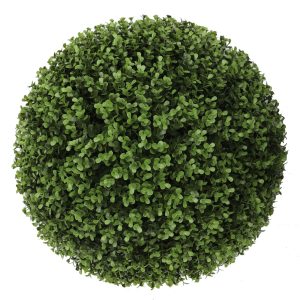 48cm Buxus Plant hire Sydney