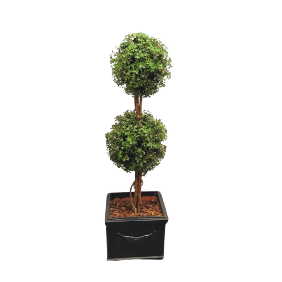 1.4m Ball Boxwood Plant
