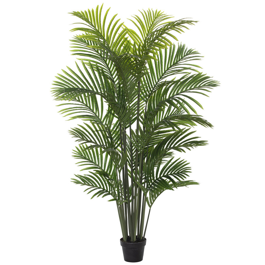 1.5m Areca Palm Tree