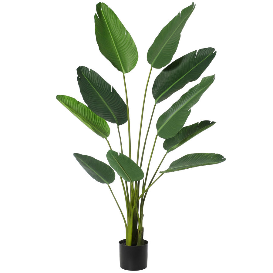 1.5m Bird of Paradise Plant