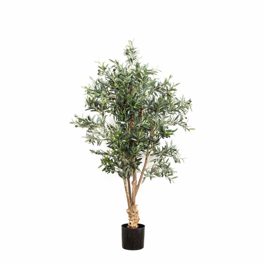 1.5m Elia Olive Tree
