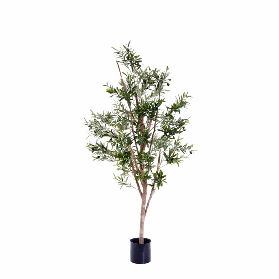1.5m Euro Olive Tree