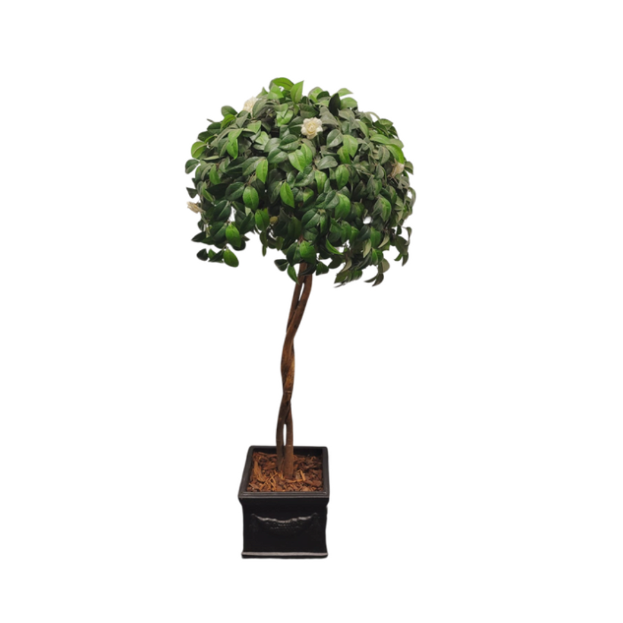 1.5m Ficus Topiary Tree