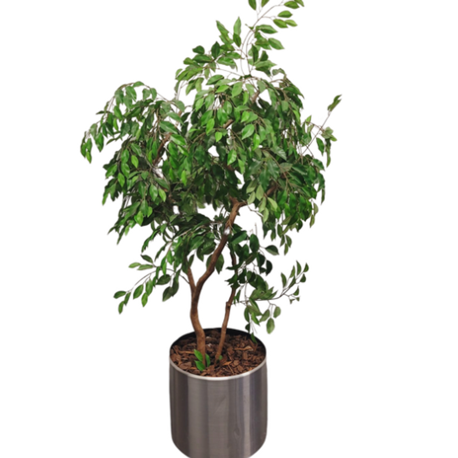 1.5m Potted Ficus Tree
