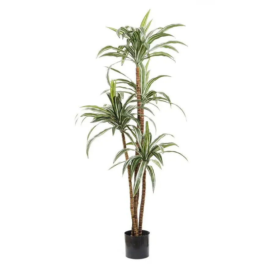 1.6m Dracena Tree