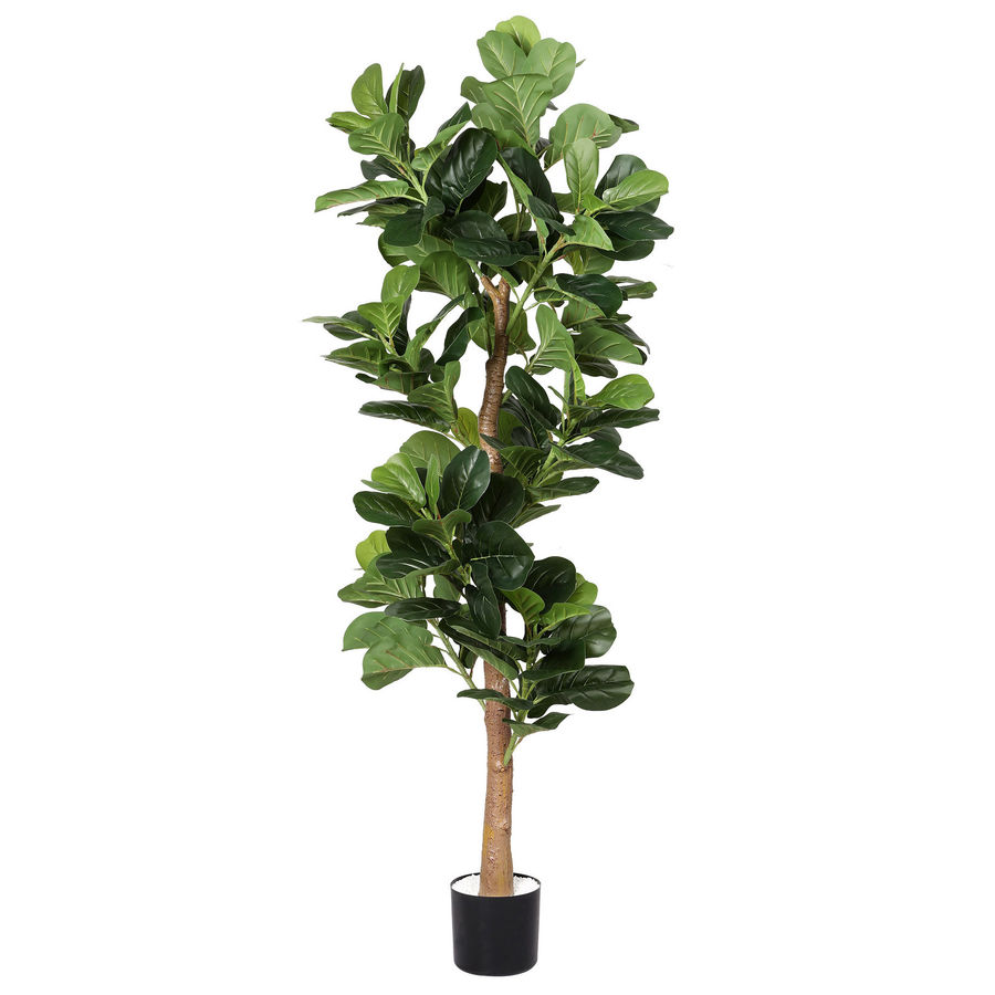 1.8m Fig Tree