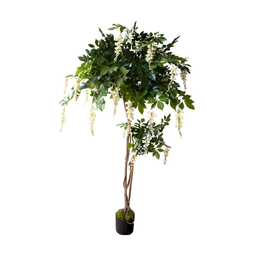 1.8m White Wisteria Tree