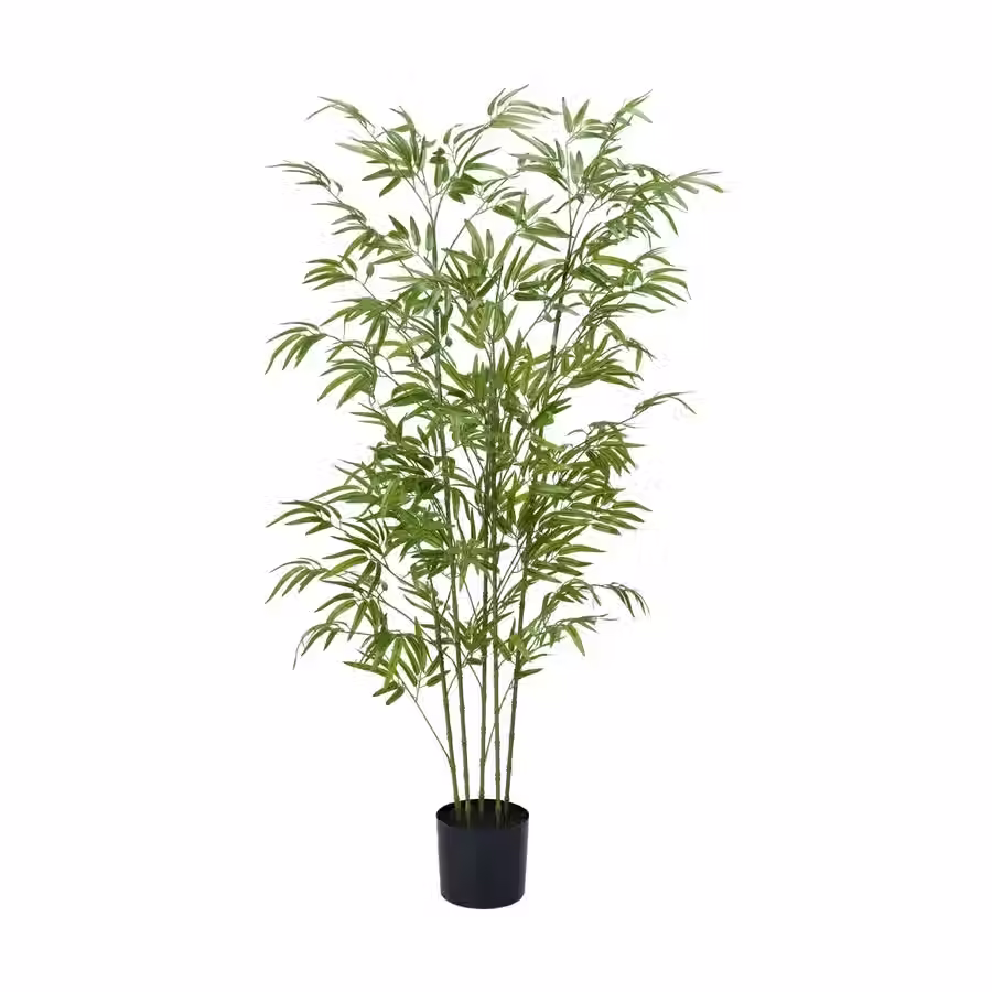 170cm Bambusa Tree